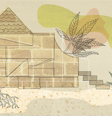 Cânhamor - Notícias - Público