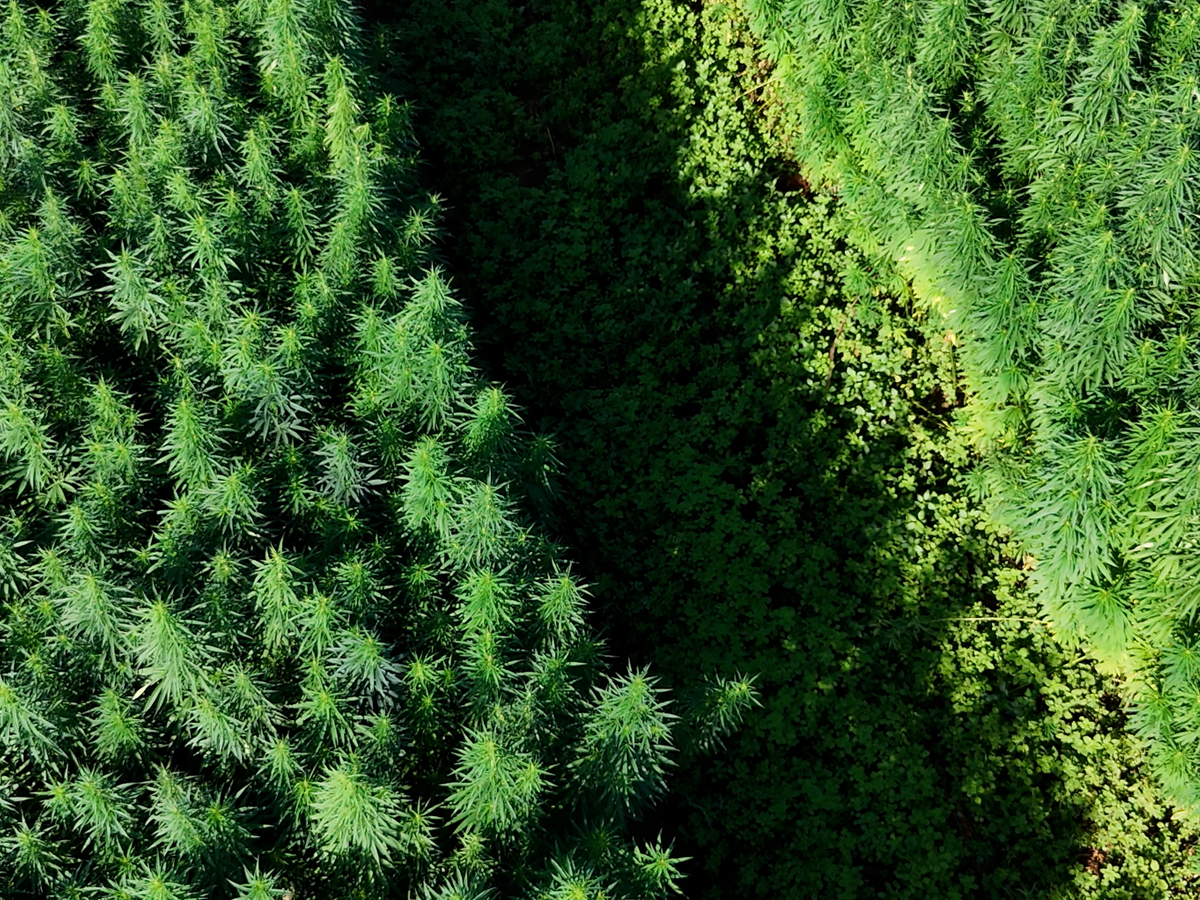 Cânhamor - Agricultura - Tudo o que precisa para semear cânhamo