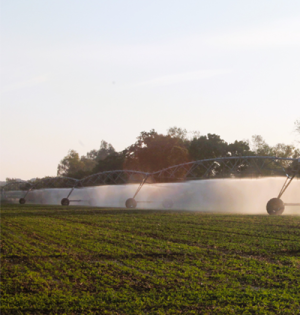 Cânhamor - Agricultura - Cultivo