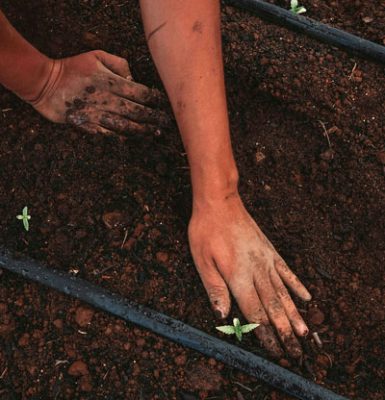 Canhamor - Noticias - Sapo