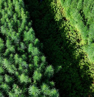 Canhamor - Blog - O milagre do canhamo