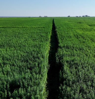 Canhamor - Blog - Plantar cânhamo para a indústria de construção